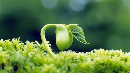 New Beginnings in Nature's Garden wallpaper