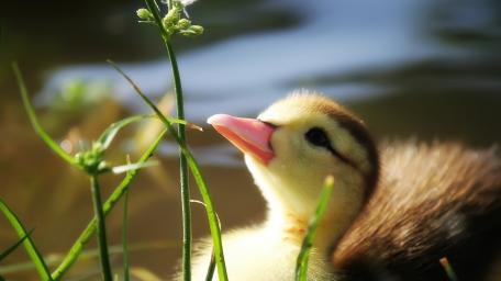 Cute Duckling by the Pond's Edge wallpaper