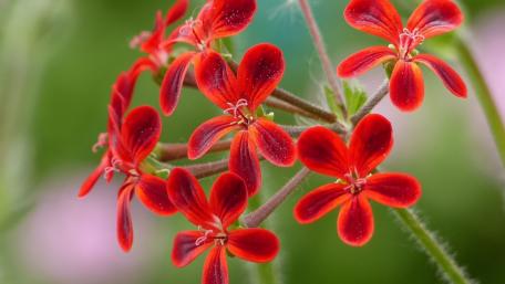 Vibrant Red Geranium Blossoms Shine Brightly wallpaper
