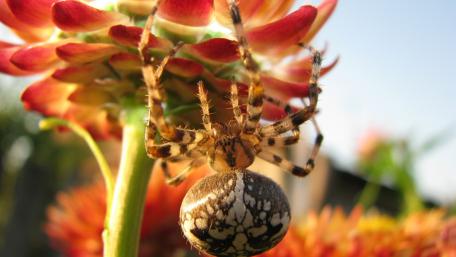 Intricate Beauty of a Garden Spider wallpaper