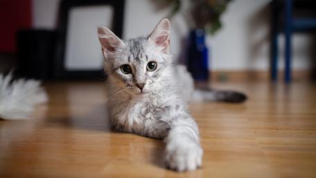 Adorable Silver Tabby Cat Wallpaper wallpaper