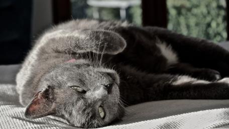 Graceful Gray Cat Relaxing in Sunlight wallpaper