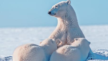 Gentle Guardians of the Arctic wallpaper