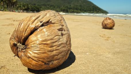 Coconut on Serene Beach Sand wallpaper