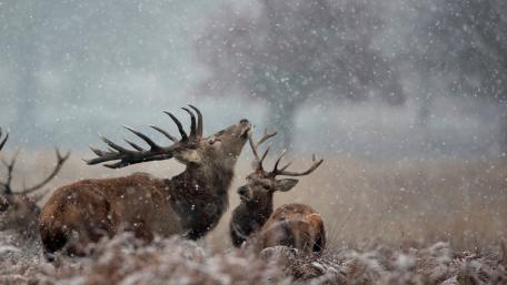 Majestic Deer in a Snowy Wilderness wallpaper