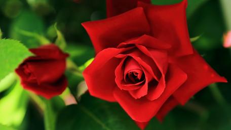 Elegant Red Roses in Bloom wallpaper