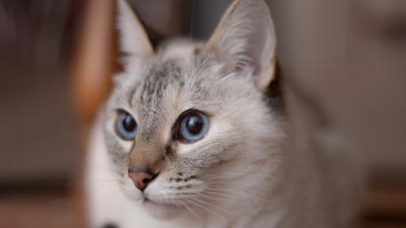 Captivating Cat with Stunning Blue Eyes wallpaper