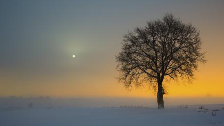 Solitary Tree at Dawn in Winter Landscape wallpaper
