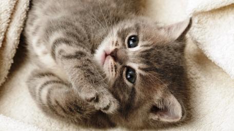 Adorable Kitten Resting wallpaper