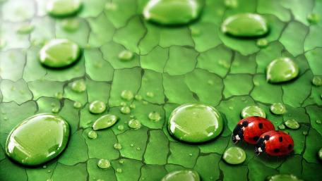 ladybirds wallpaper