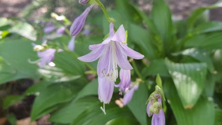 Delicate Purple Flowers in Bloom wallpaper