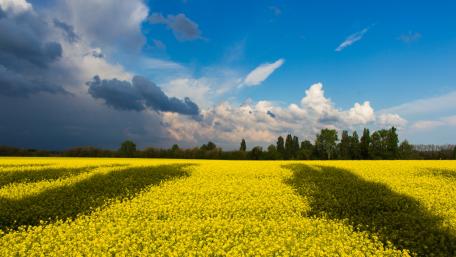 Golden Canola Fields with Dramatic Sky wallpaper
