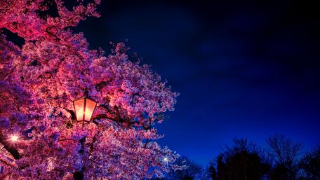 Cherry blossom in the street light wallpaper