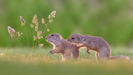 Adorable Rodent Pair at Playtime wallpaper