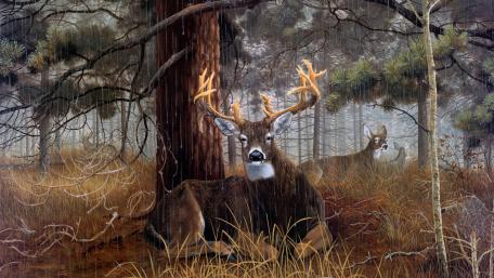 Majestic Antlers in the Rainy Woods wallpaper