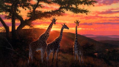 Majestic Giraffes Under a Vibrant Sunset wallpaper