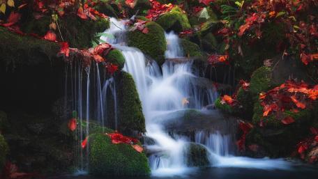 Mossy Cascade in Autumn Glory wallpaper