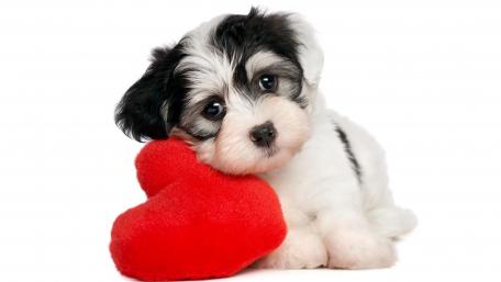Adorable Puppy with Heart Pillow wallpaper