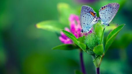butterfly wallpaper