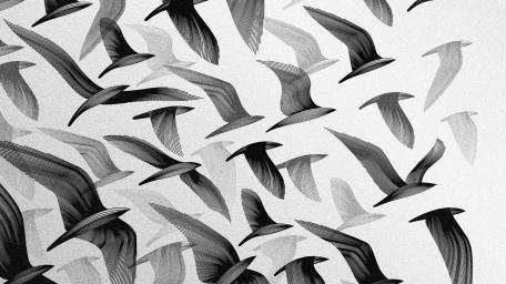 Elegant Monochrome Flight of Birds Art wallpaper