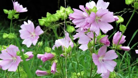 Delicate Pink Wildflowers in Bloom wallpaper