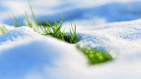 Snow-Covered Grass in Winter Serenity wallpaper
