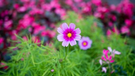 Vibrant Pink Cosmos Blossom in Full Bloom wallpaper