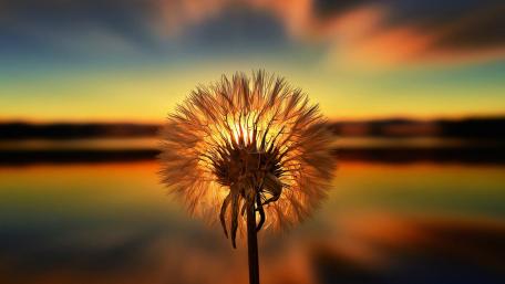 Dandelion Dreams at Sunset wallpaper