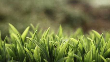 green wallpaper