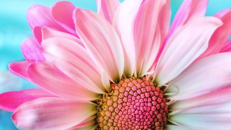 Blossoming Beauty of Pink Petals wallpaper