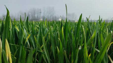 Lush Green Grassland Blissful Morning Scene wallpaper