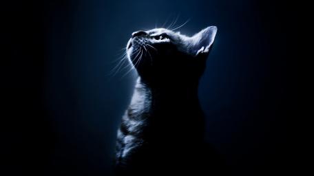 Mystical Cat in the Shadows wallpaper