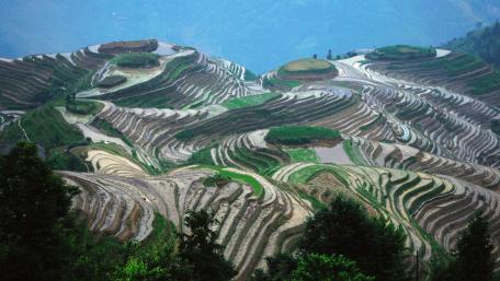 Longsheng Rice Terraces wallpaper