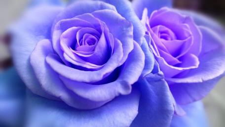 Blue rose wallpaper