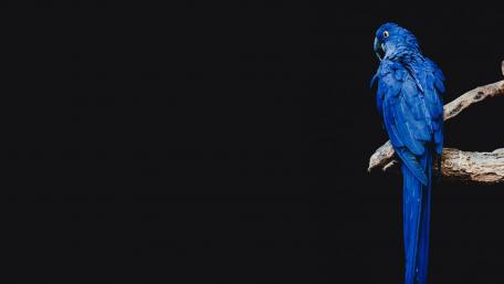Dark blue parrot wallpaper