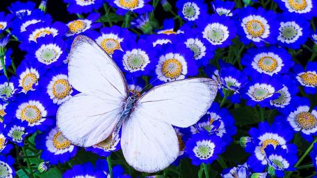 Butterfly wallpaper