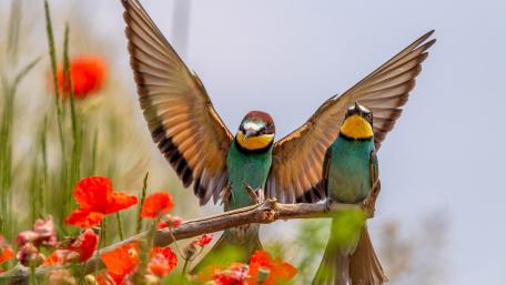 Bee-eater wallpaper