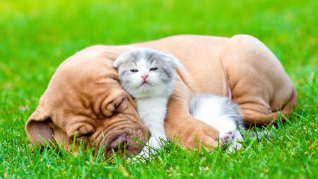 Adorable Puppy and Kitten Duo wallpaper