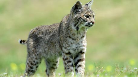 Majestic Bobcat in Natural Habitat wallpaper