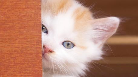 Curious Kitten Peeking Out Behind The Doorway wallpaper
