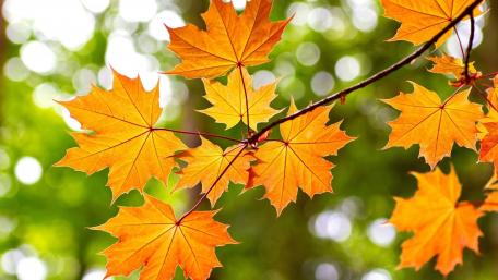 Vibrant Autumn Leaves Displaying Nature's Beauty wallpaper