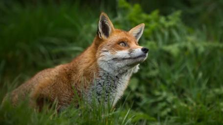 Graceful Red Fox in Nature's Embrace wallpaper