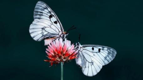 Delicate Butterflies on Vibrant Flowering Bloom wallpaper