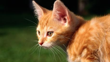 Vibrant Orange Cat in Nature wallpaper
