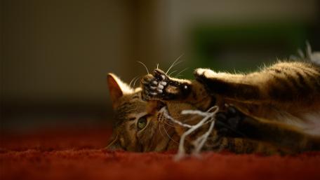 Playful Cat Enjoying Its Time wallpaper