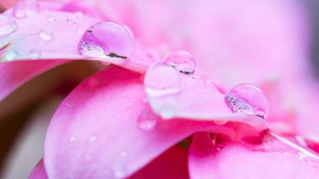 Delicate Pink Petals with Dewdrops Shine Brightly wallpaper