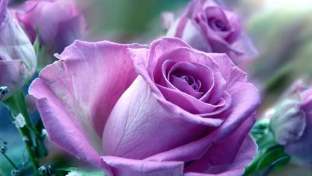Elegant Purple Roses in Bloom wallpaper
