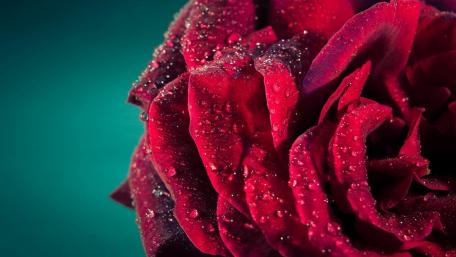 Elegant Red Rose with Dewdrops wallpaper