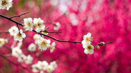 Spring Blossoms Against a Vibrant Background wallpaper