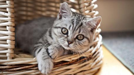 Playful Kitten Relaxing in a Cozy Basket wallpaper